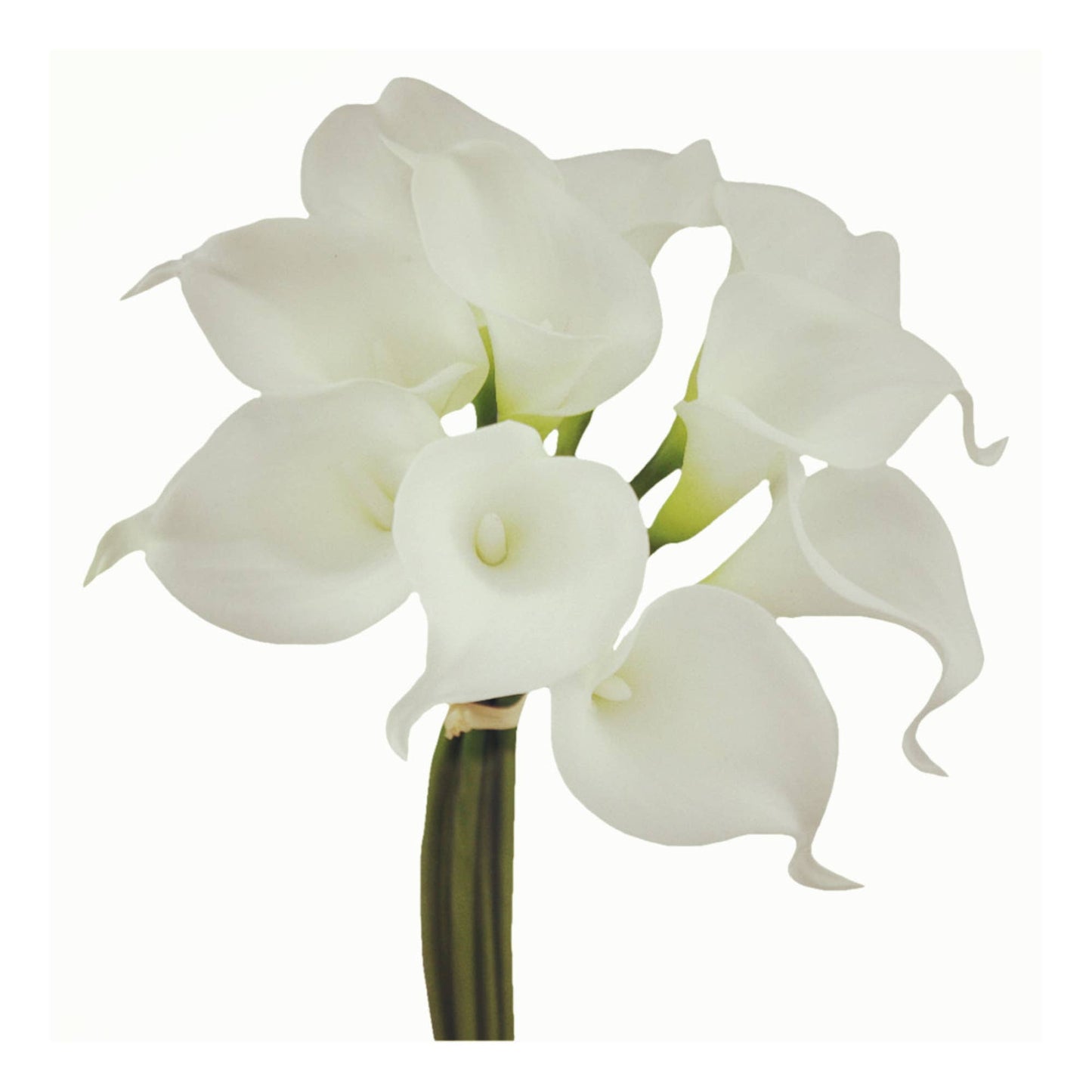 Pack of 10 Real touch calla lilies Cream Ivory White