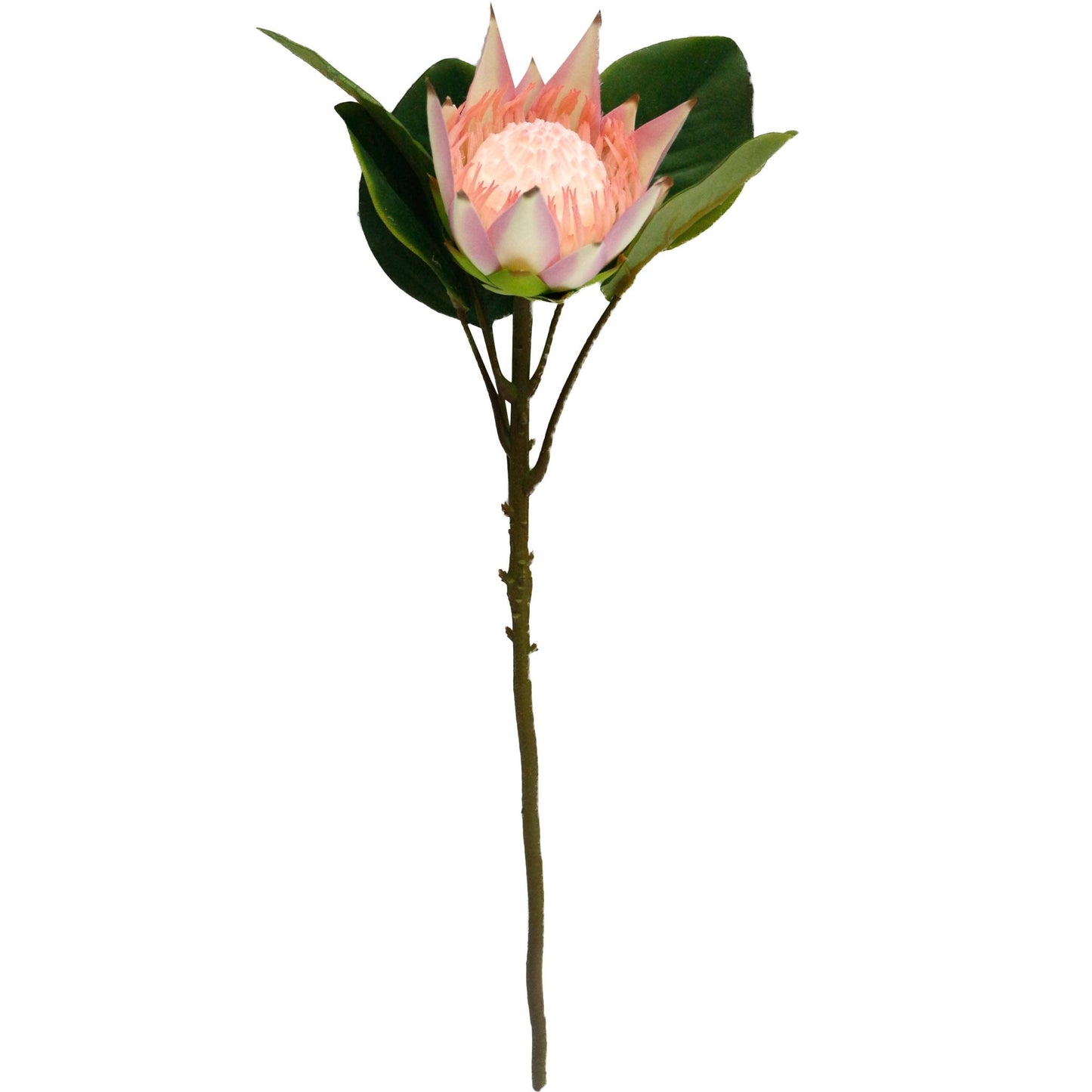 21" Artificial King Protea stem silk bloom real touch leaf