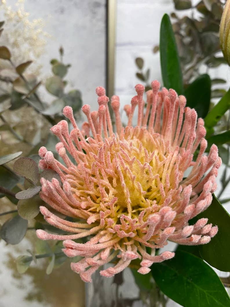 16" Artificial frosted needle pincushion protea