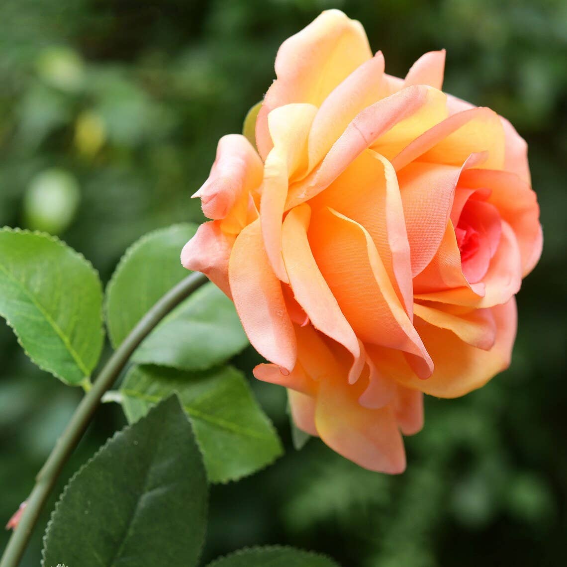 29" Premium Large bloom Lifelike real touch rose