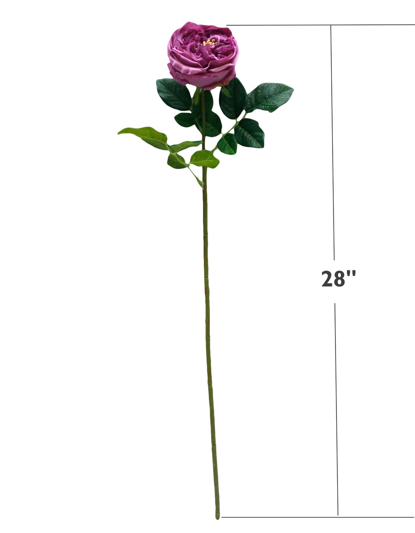 28" Premium Real touch English Cabbage Rose Stem