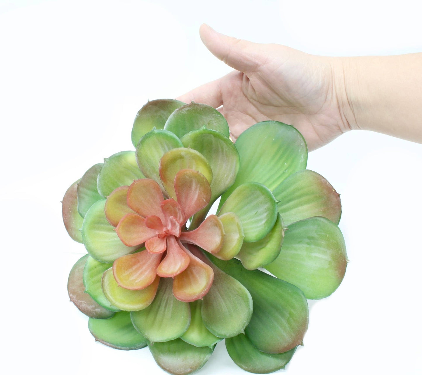 Large 6" or 9" Echeveria Quality Succulents