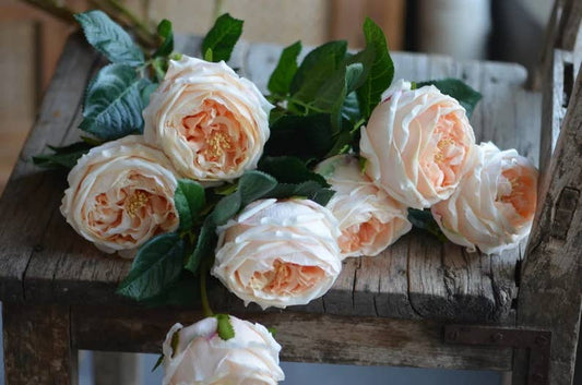 28" Premium Real touch English Cabbage Rose Stem