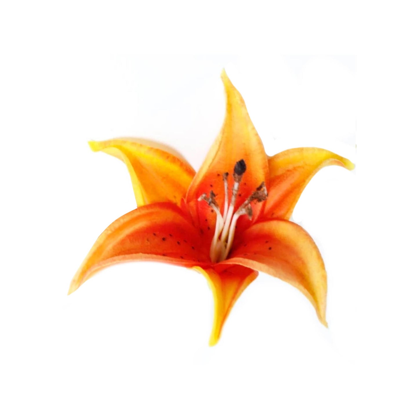 Real Touch Lily with Bendable stem