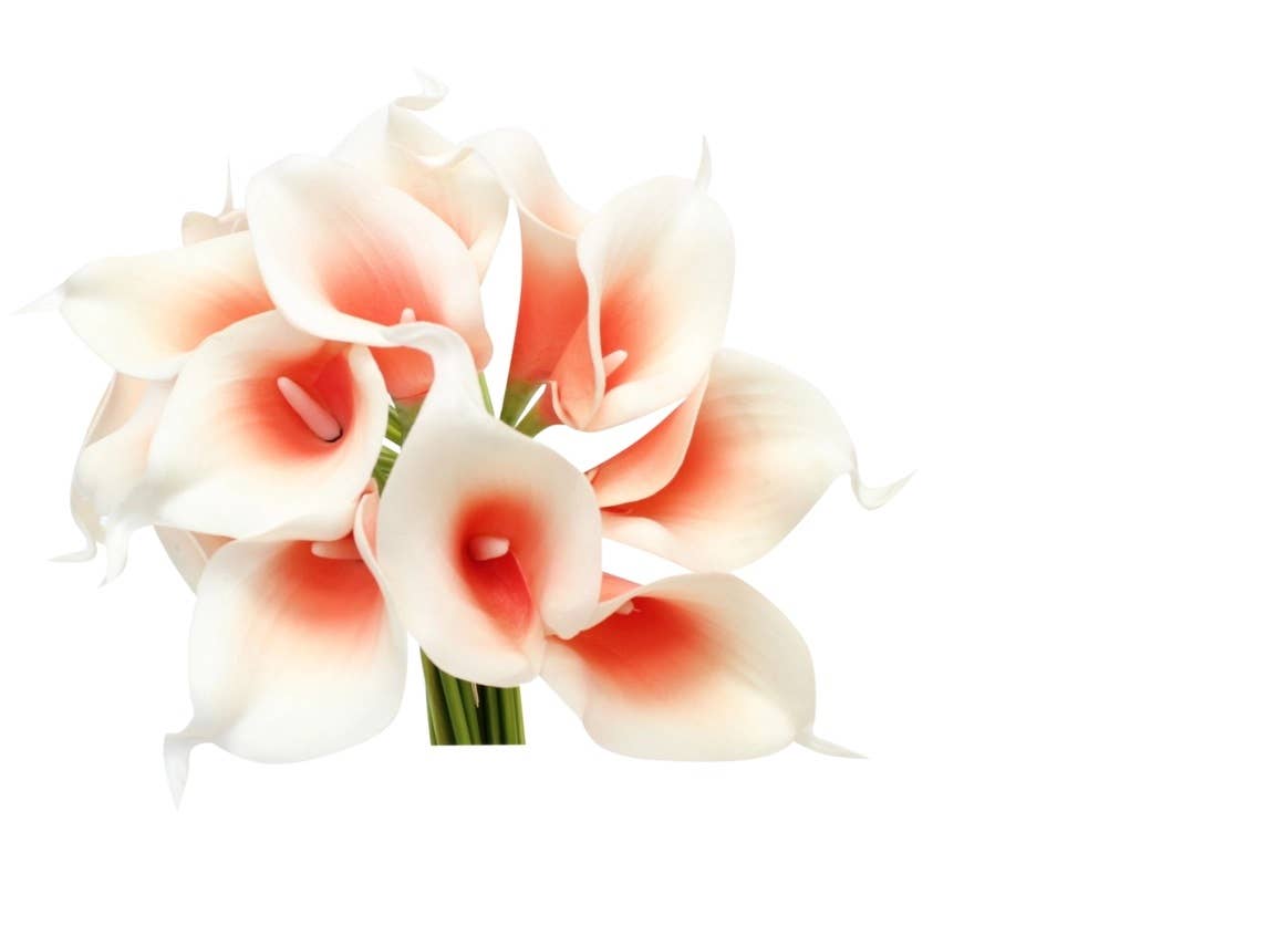 Pack of 10 Stems-Real Touch Calla lilies-Small Bloom