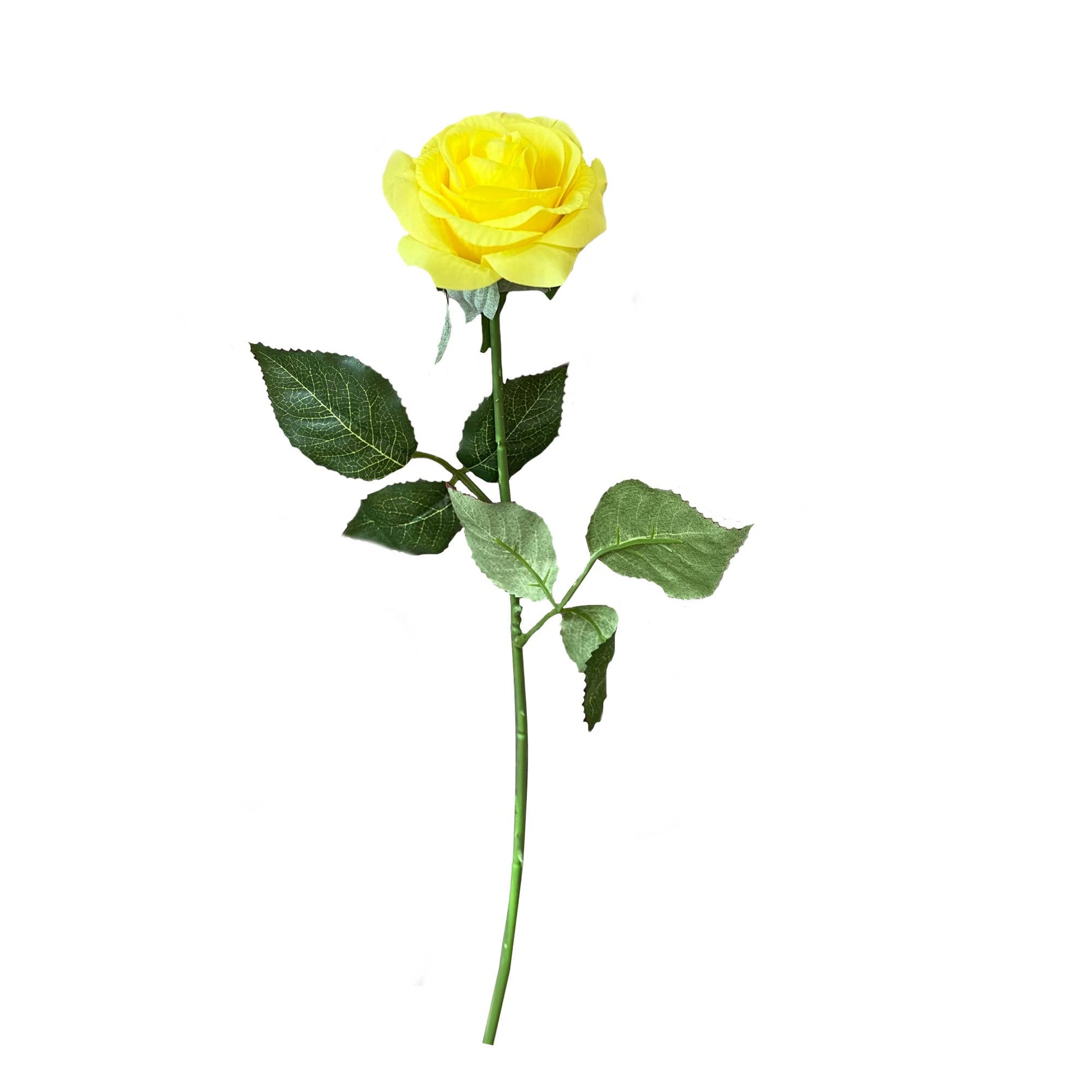 17"Medium bloom rose stem-Moisturized Coating Fresh-Cut Fee