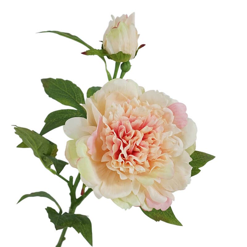 25.5"- Real Touch Peony Stem-2 Blooms