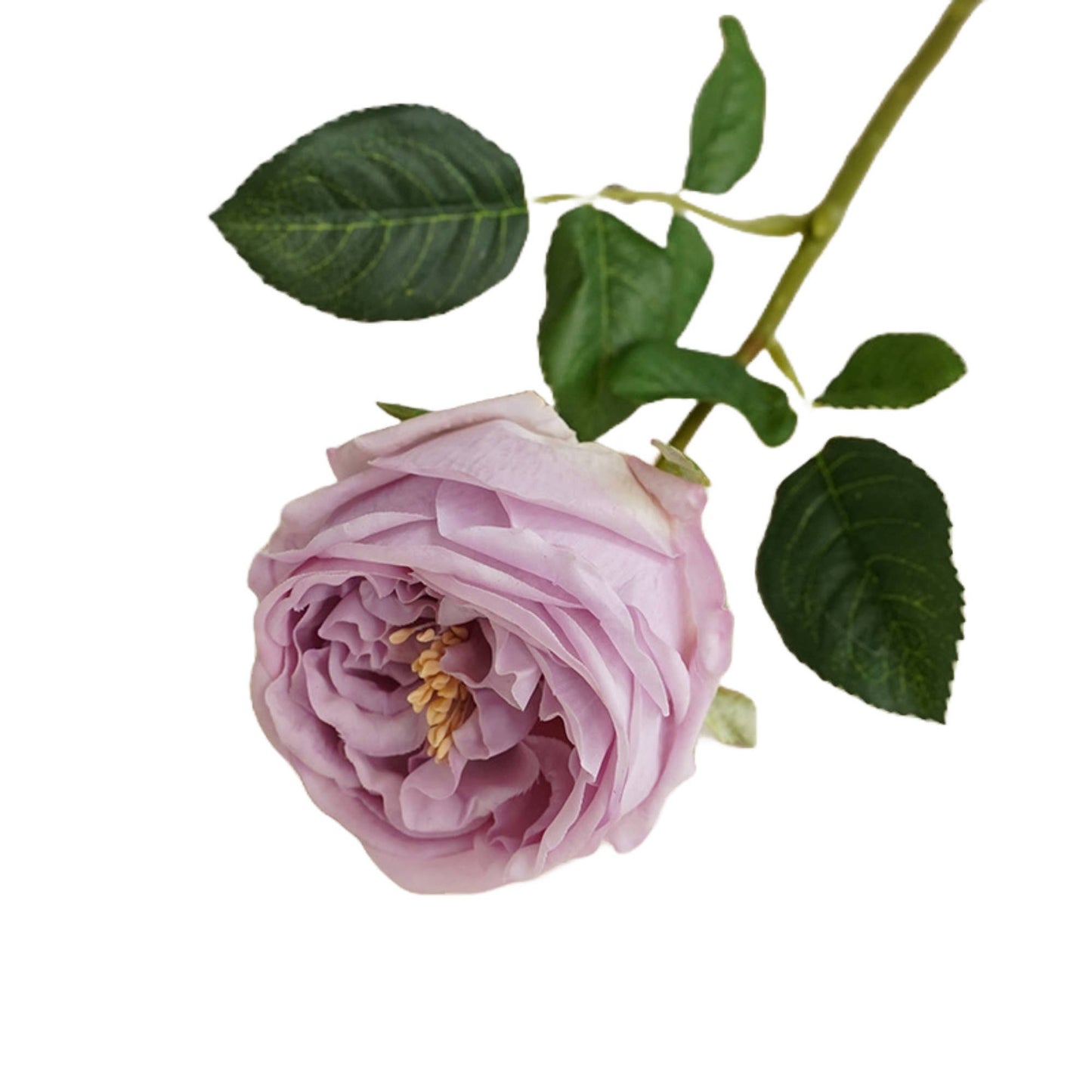 17"OR 24"Premium Real touch English Austin Cabbage Rose Stem