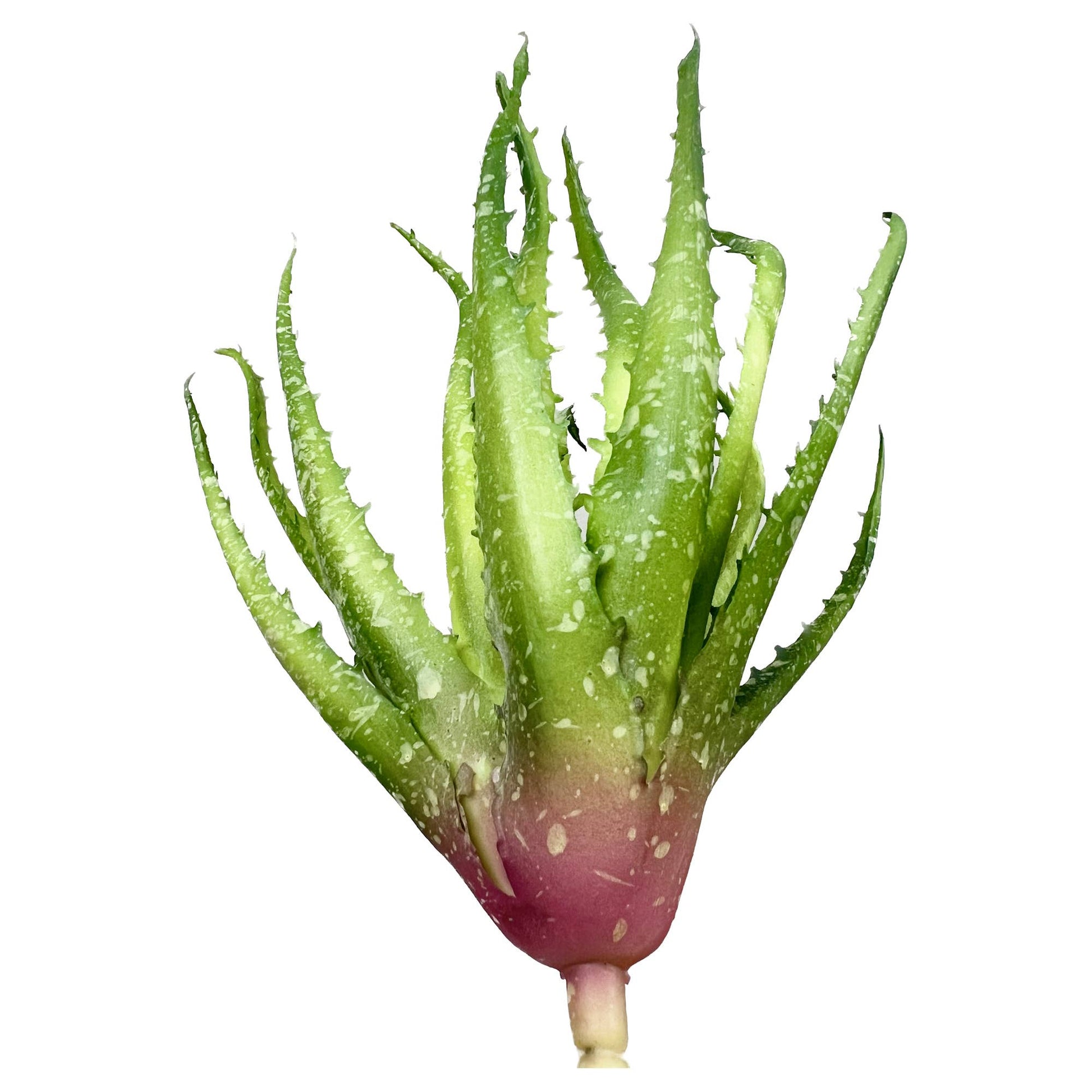 High-end-Ultra realist Real Touch Succulents Aloe-10"