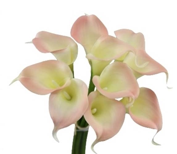 pack of 10 calla lilies-Pink Theme