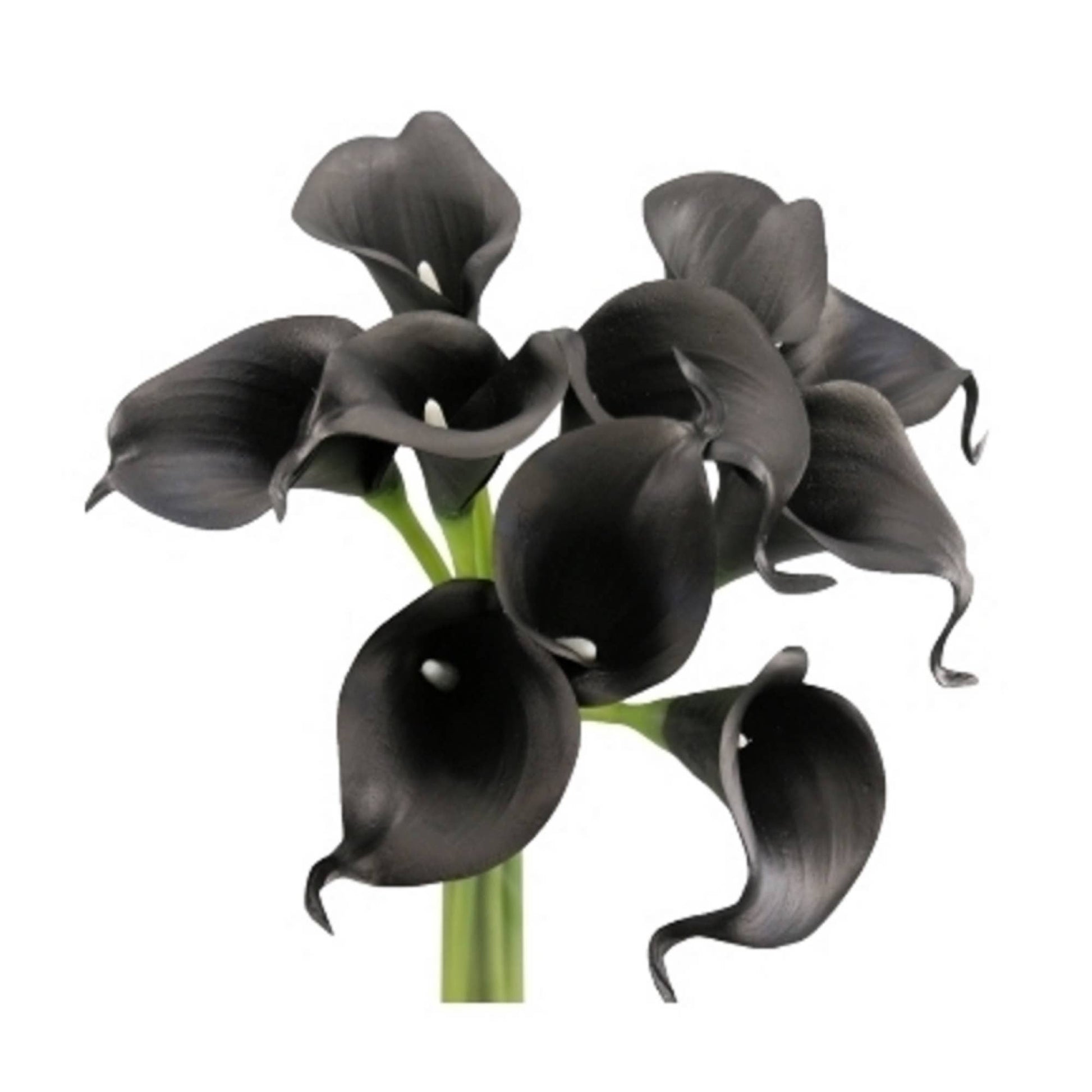 Pack of 10-Real Touch Calla lily-Silver Black color palette