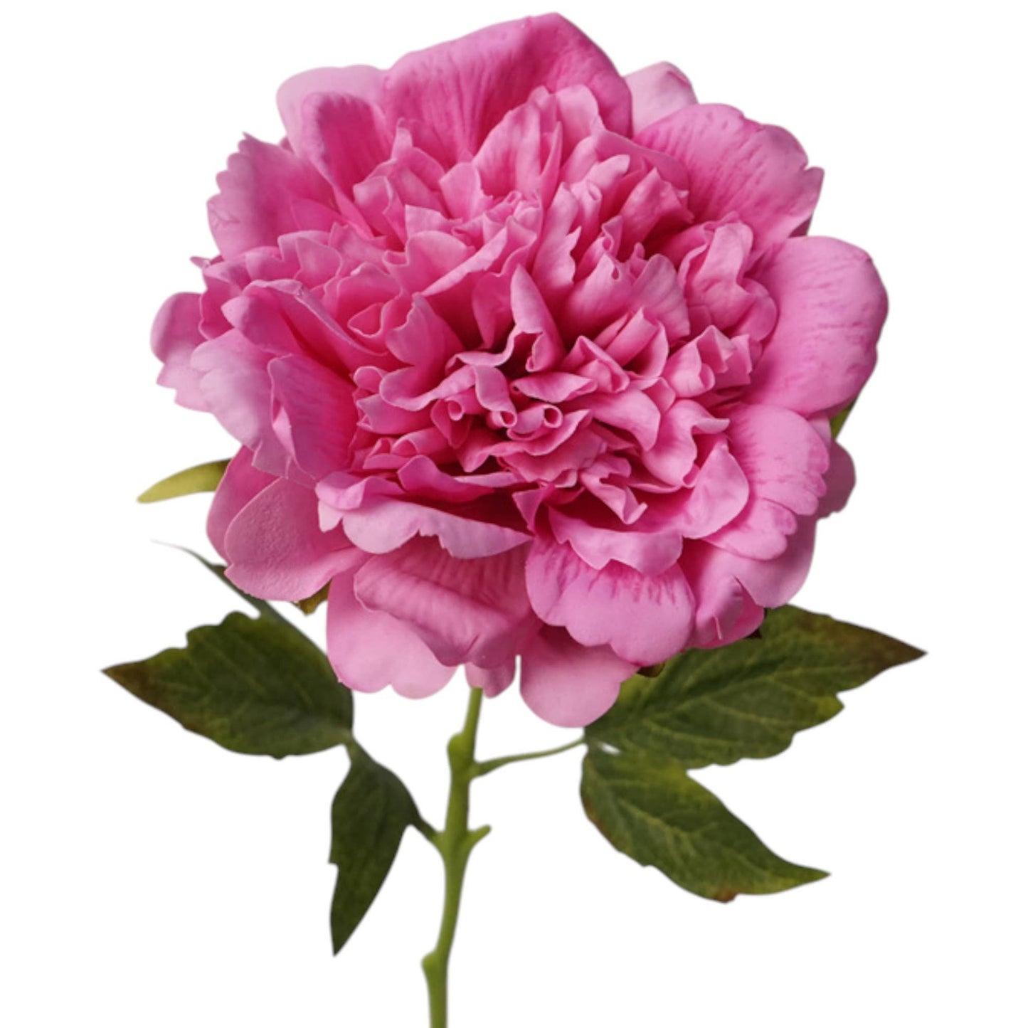 23.5"-Real Touch Moisturized Coating Peony Stem