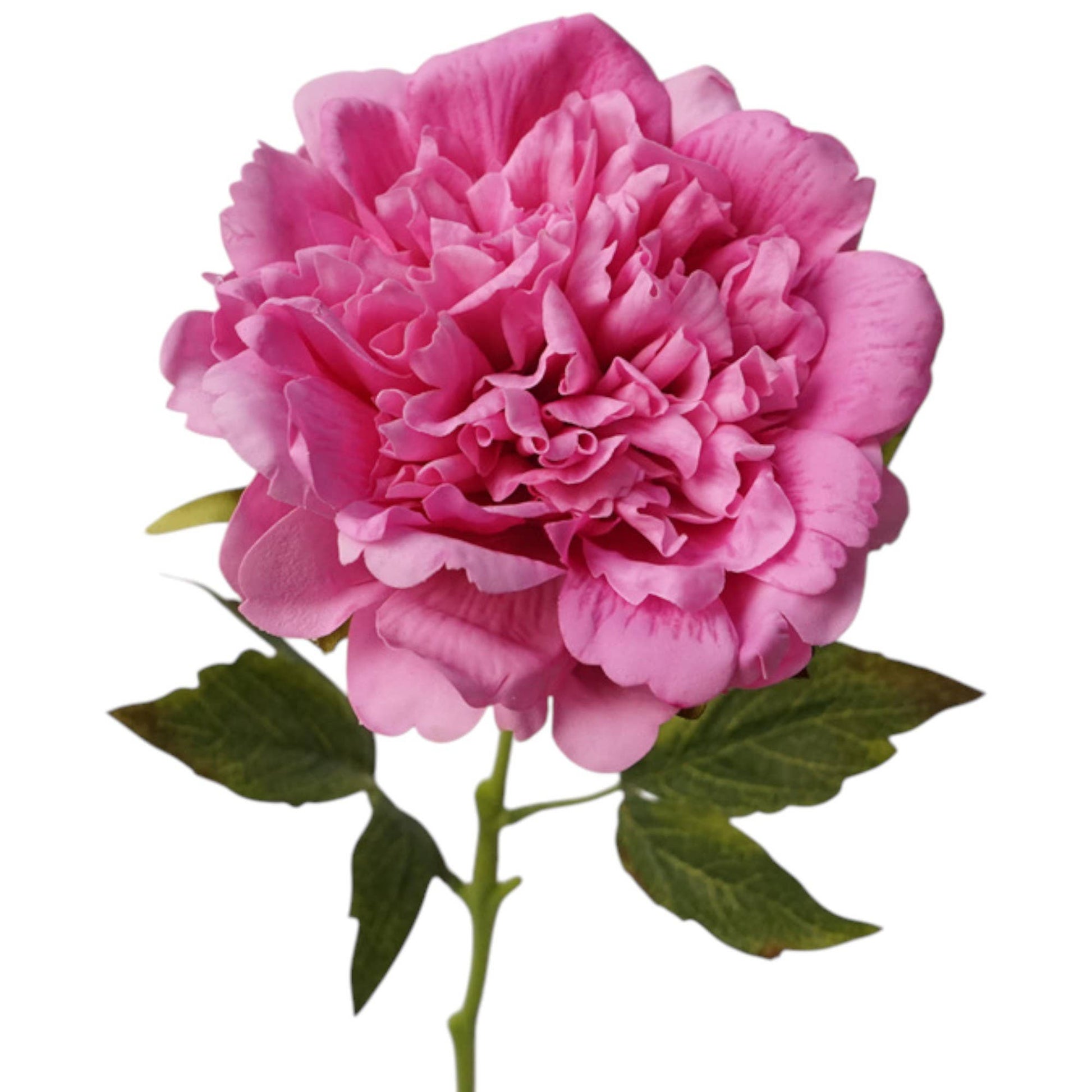23.5"-Real Touch Moisturized Coating Peony Stem