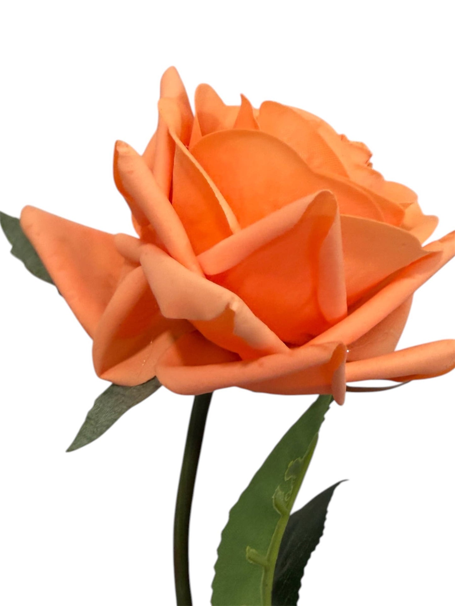 17"Medium bloom rose stem-Moisturized Coating Fresh-Cut Fee