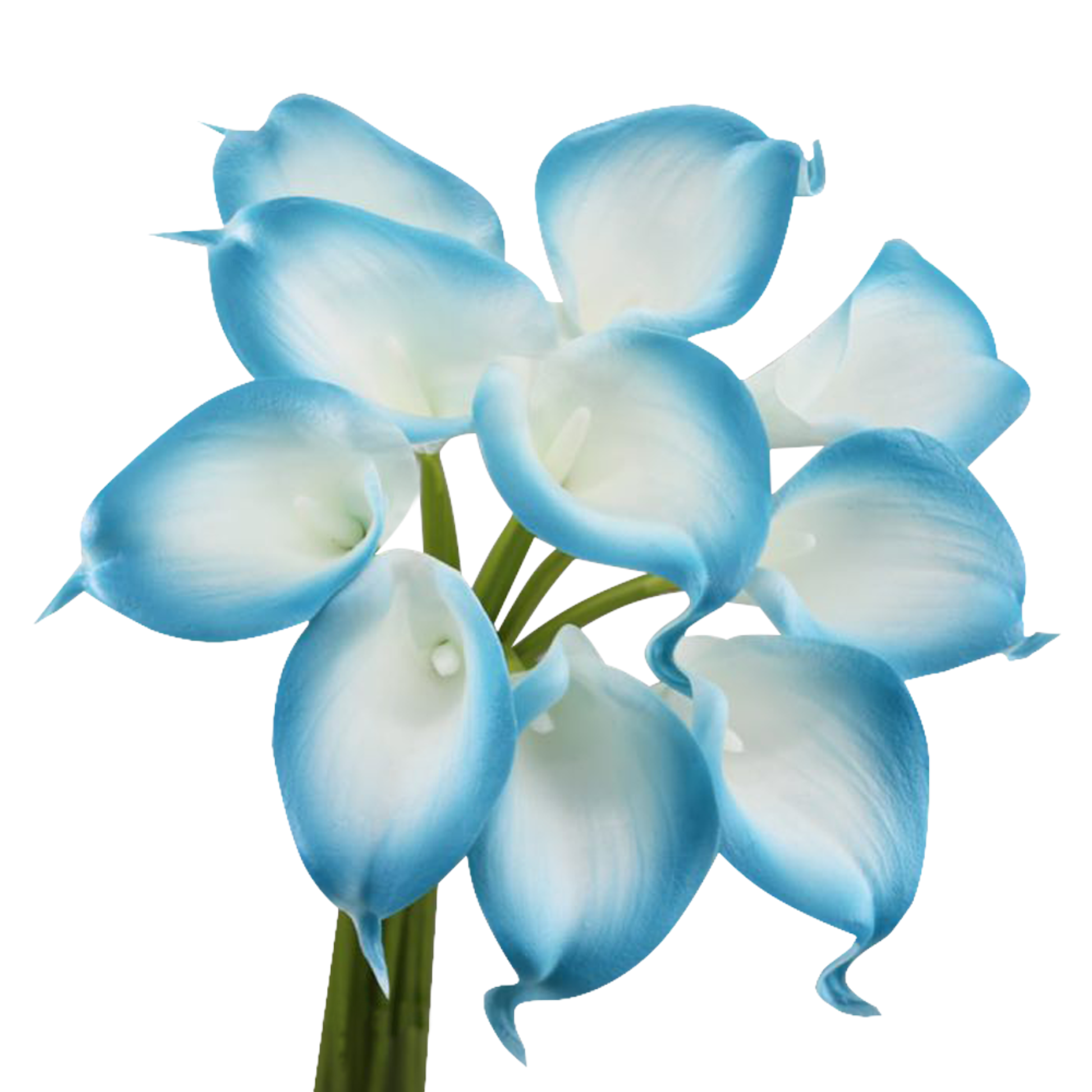 Pack of 10-Real Touch Calla lily-Malibu Turquoise Blue