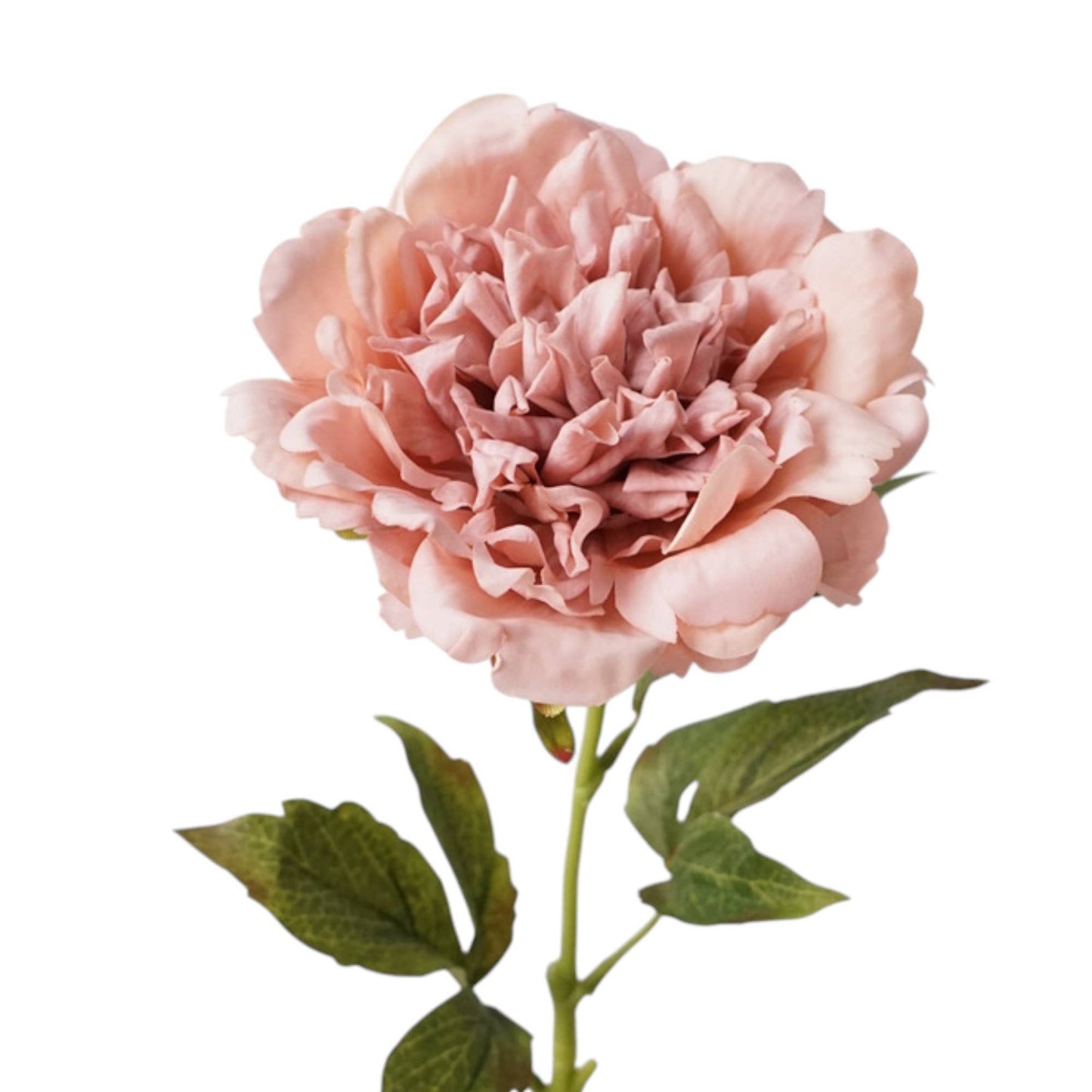 23.5"-Real Touch Moisturized Coating Peony Stem