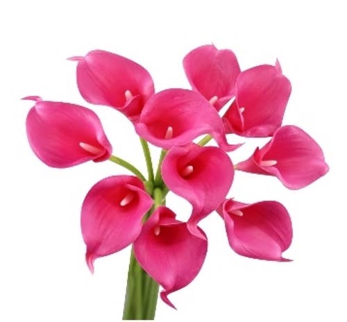 13"-Pack of 10stems-Begonia Fuchsia Real Touch Calla lily