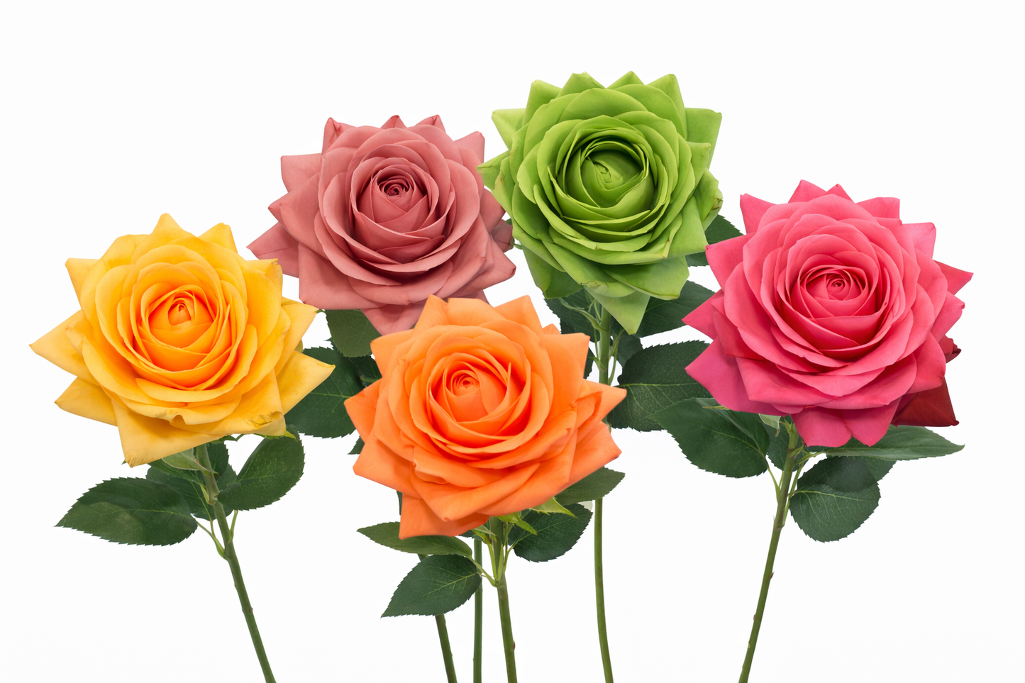 Pack of 50 stems-Ultra Realistic Rose-17"