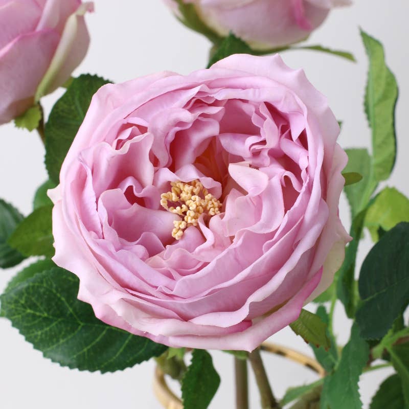17"OR 24"Premium Real touch English Austin Cabbage Rose Stem