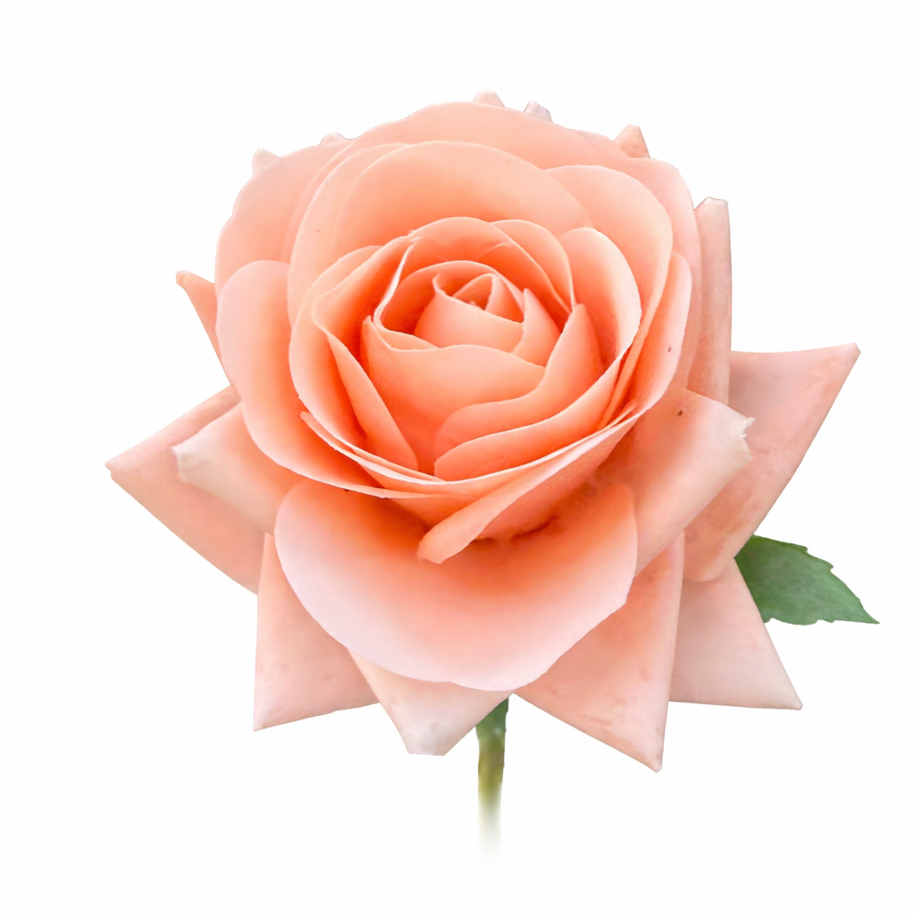 17"Medium bloom rose stem-Moisturized Coating Fresh-Cut Fee