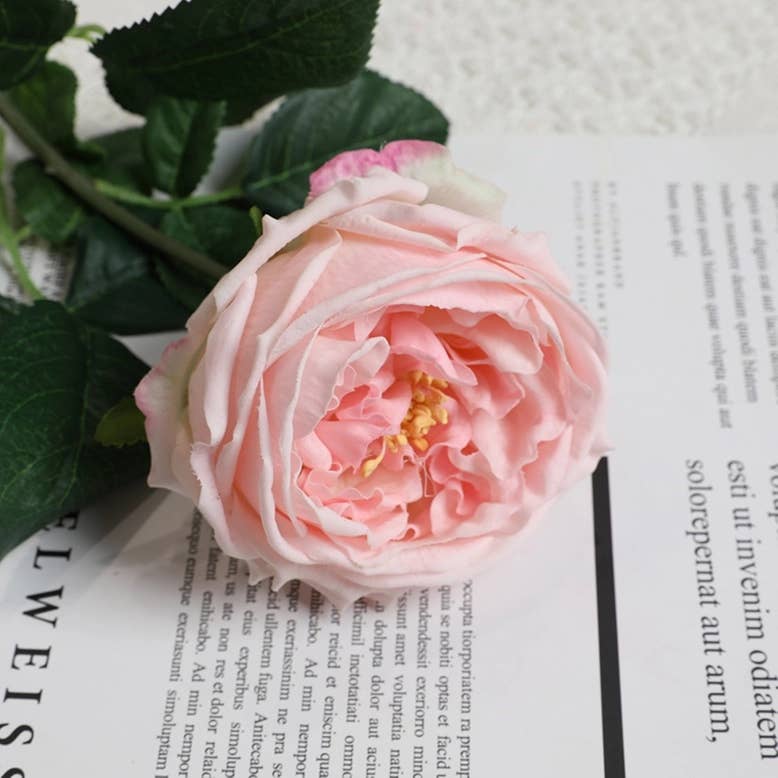 17"OR 24"Premium Real touch English Austin Cabbage Rose Stem