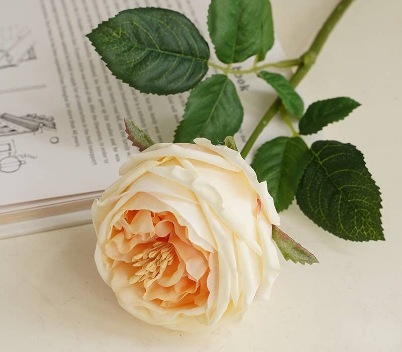 17"OR 24"Premium Real touch English Austin Cabbage Rose Stem