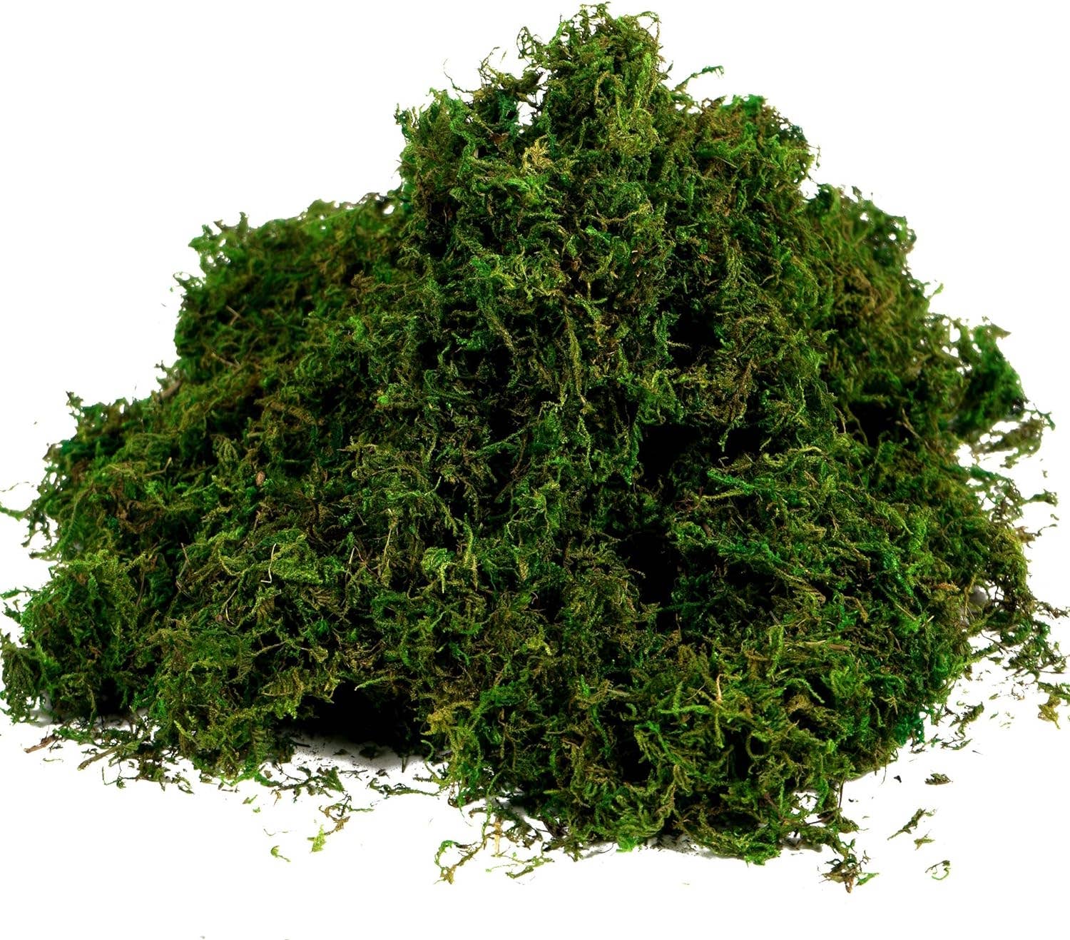 10oz or 1lb Bulk Pack-Naturally Preserved Green Moss