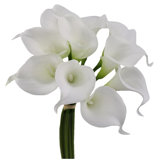 Pack of 10 Real touch calla lilies Cream Ivory White