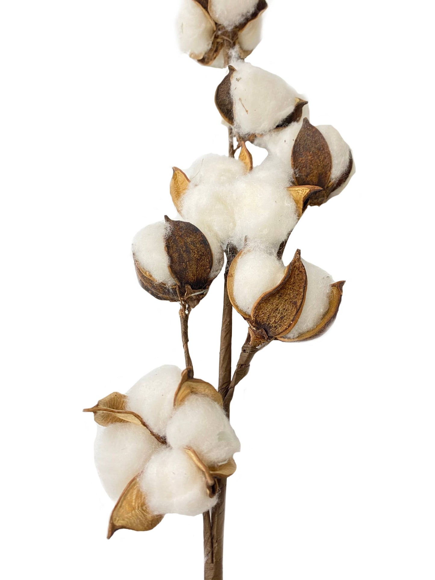 27" Natural Cotton Stem with 7 blooms